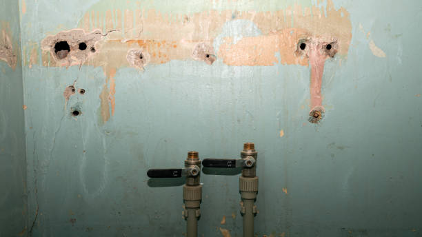 Best Mold removal after water damage  in Harrisville, PA